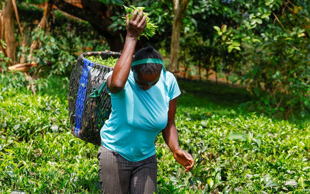 Kenya tea exports hit by Iran conflict as stocks pile up
